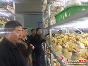 河南省領導陪同外商考察世紀香食用菌，共促農(nóng)產(chǎn)品初加工發(fā)展